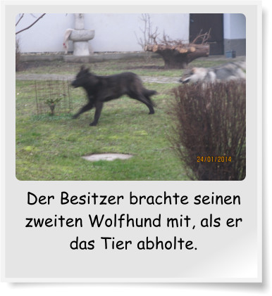 Der Besitzer brachte seinen zweiten Wolfhund mit, als er das Tier abholte.