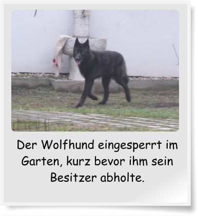 Der Wolfhund eingesperrt im Garten, kurz bevor ihm sein Besitzer abholte.