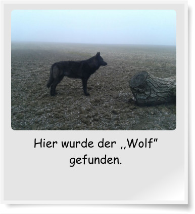 Hier wurde der ,,Wolf gefunden.