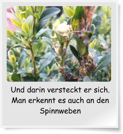 Und darin versteckt er sich. Man erkennt es auch an den Spinnweben