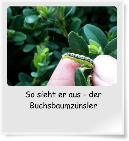 So sieht er aus - der Buchsbaumznsler