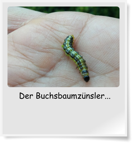 Der Buchsbaumznsler...