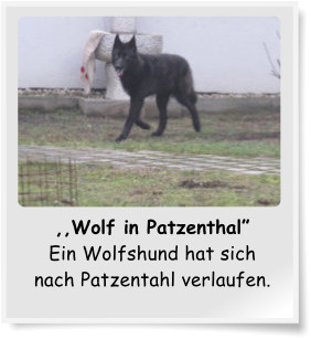 ,,Wolf in Patzenthal Ein Wolfshund hat sich nach Patzentahl verlaufen.