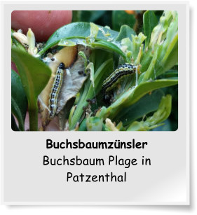 Buchsbaumznsler  Buchsbaum Plage in Patzenthal